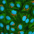 Biotin-PEG4-NHS Ester