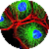 AZDye 405 Acid